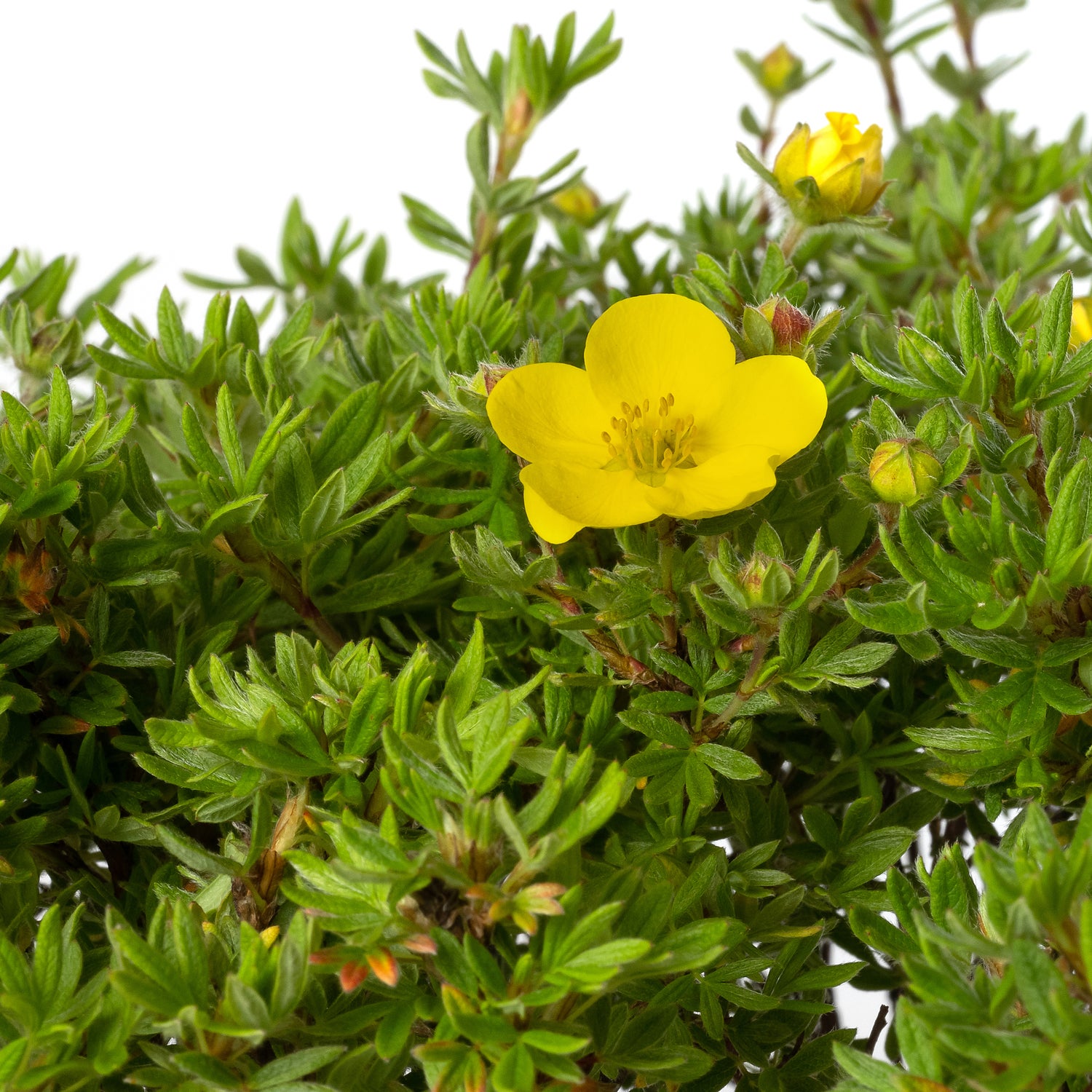 Ganzerik (Potentilla fruticosa 'Kobold') D 19 H 25 cm