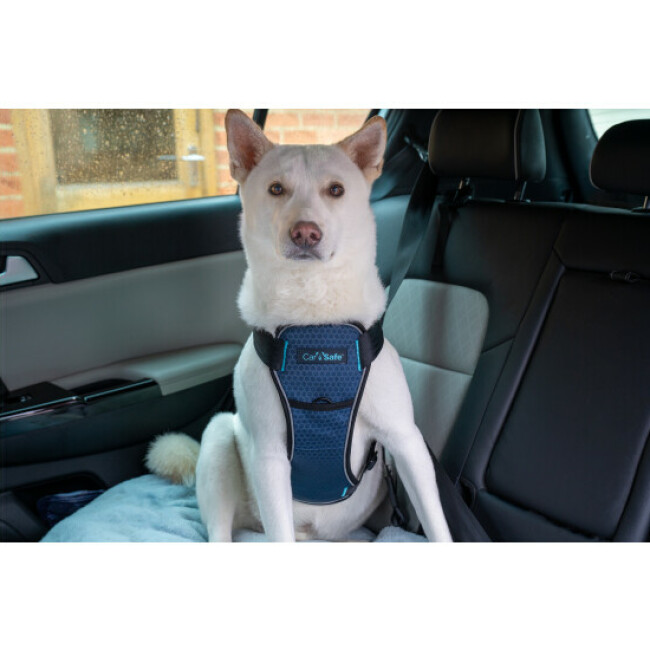 Harnais Crash Tested transport en voiture CarSafe pour chien