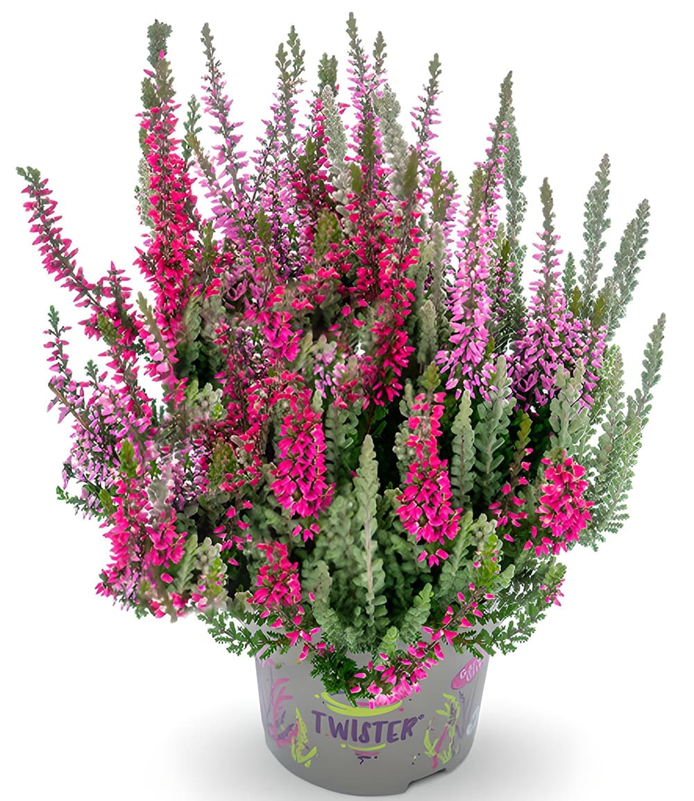 Calluna Knospenheide 'Fluffy® Twister®', 15 cm-Topf