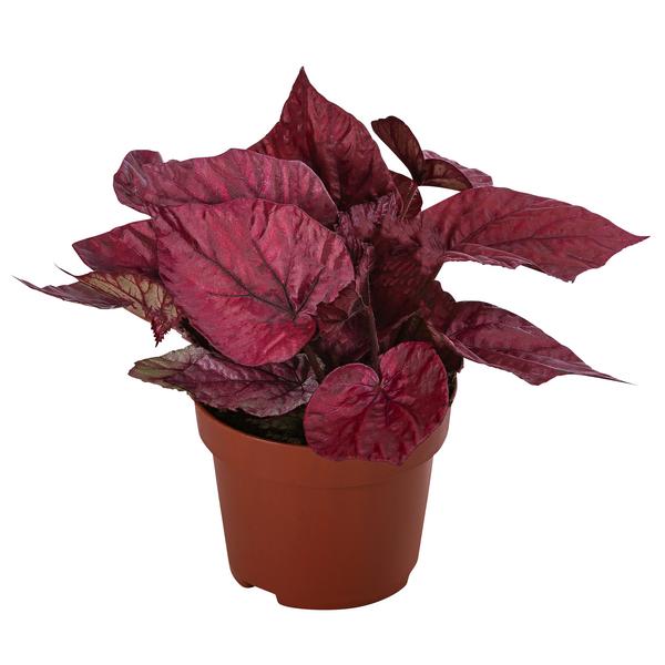 Blattbegonie - Begonia rex-Hybride 'Inca