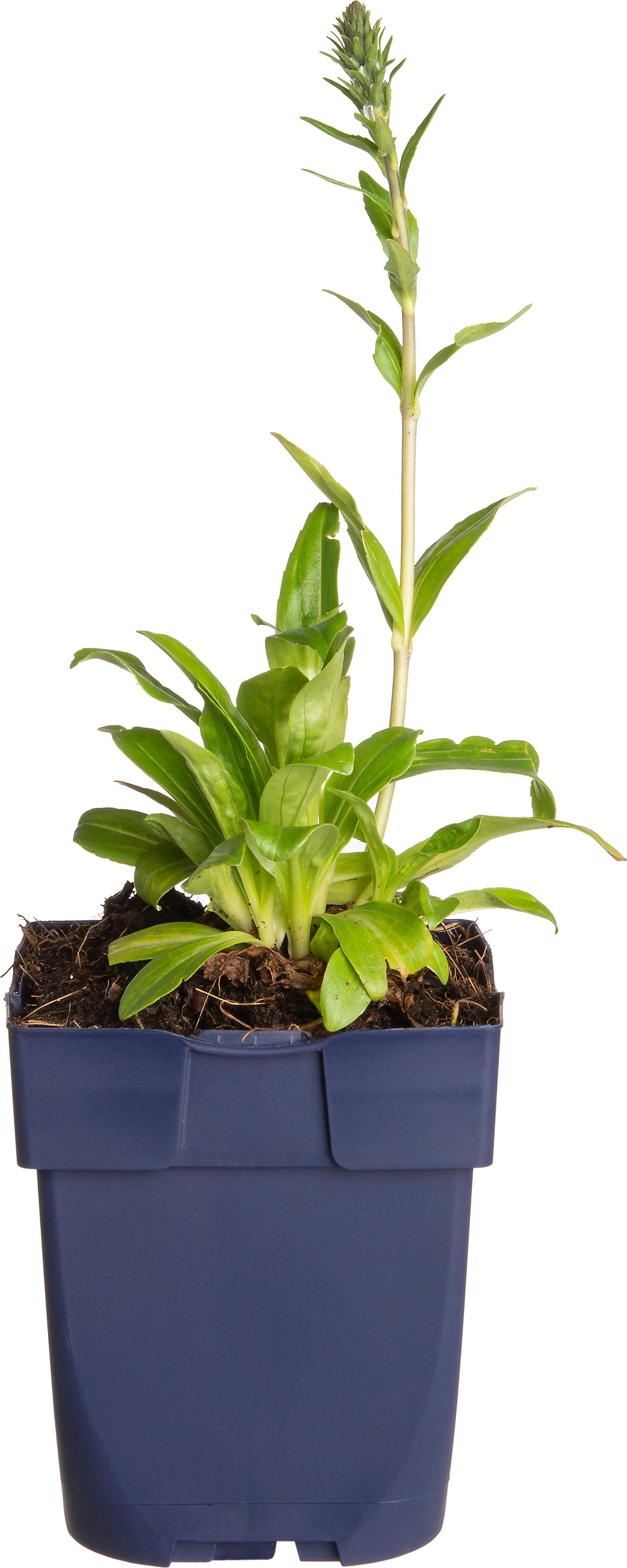 Ereprijs (Veronica gentianoides) D 11 H 20 cm