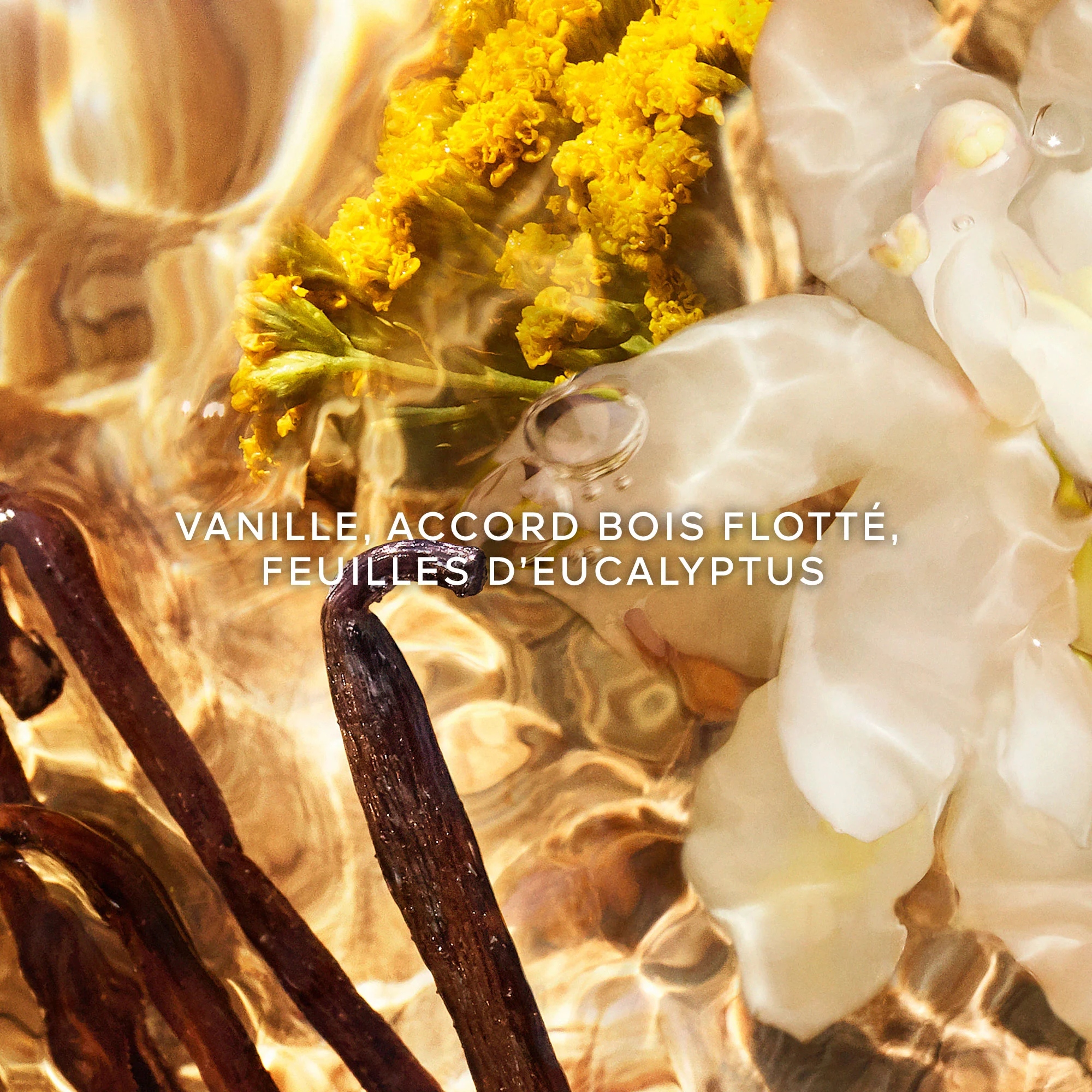 AQUA ALLEGORIA FORTE Bosca Vanilla -Recharge Eau de Parfum |
