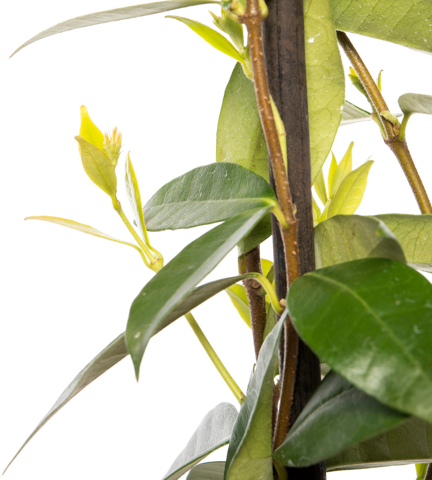 Toscaanse Jasmijn (Trachelospermum jasminoides) D 23 H 117 cm