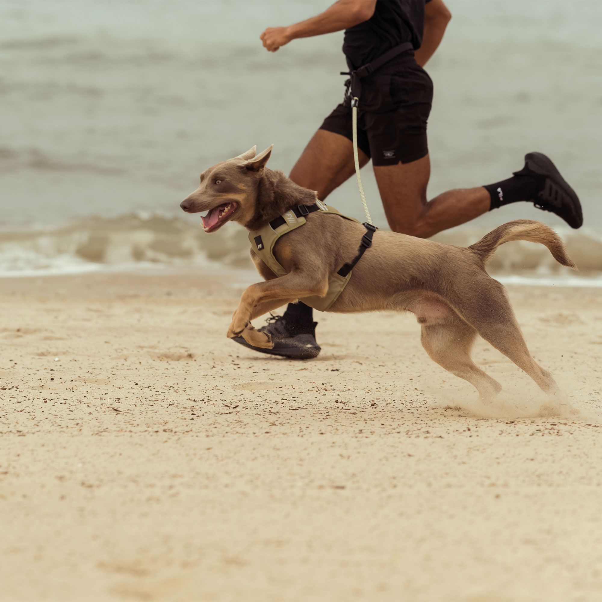 FuzzYard Active Go Hundegeschirr