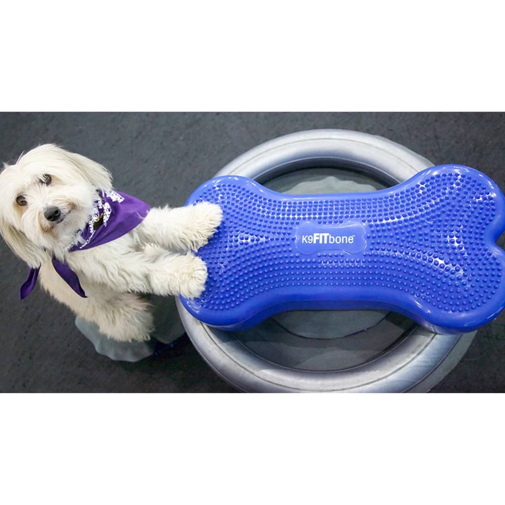 Porte-anneau de dressage pour animaux de compagnie 63 cm gris