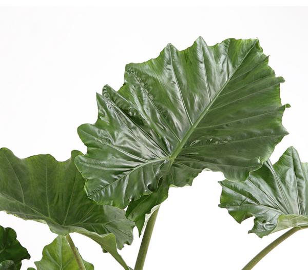 Pfeilblatt - Alocasia portodora