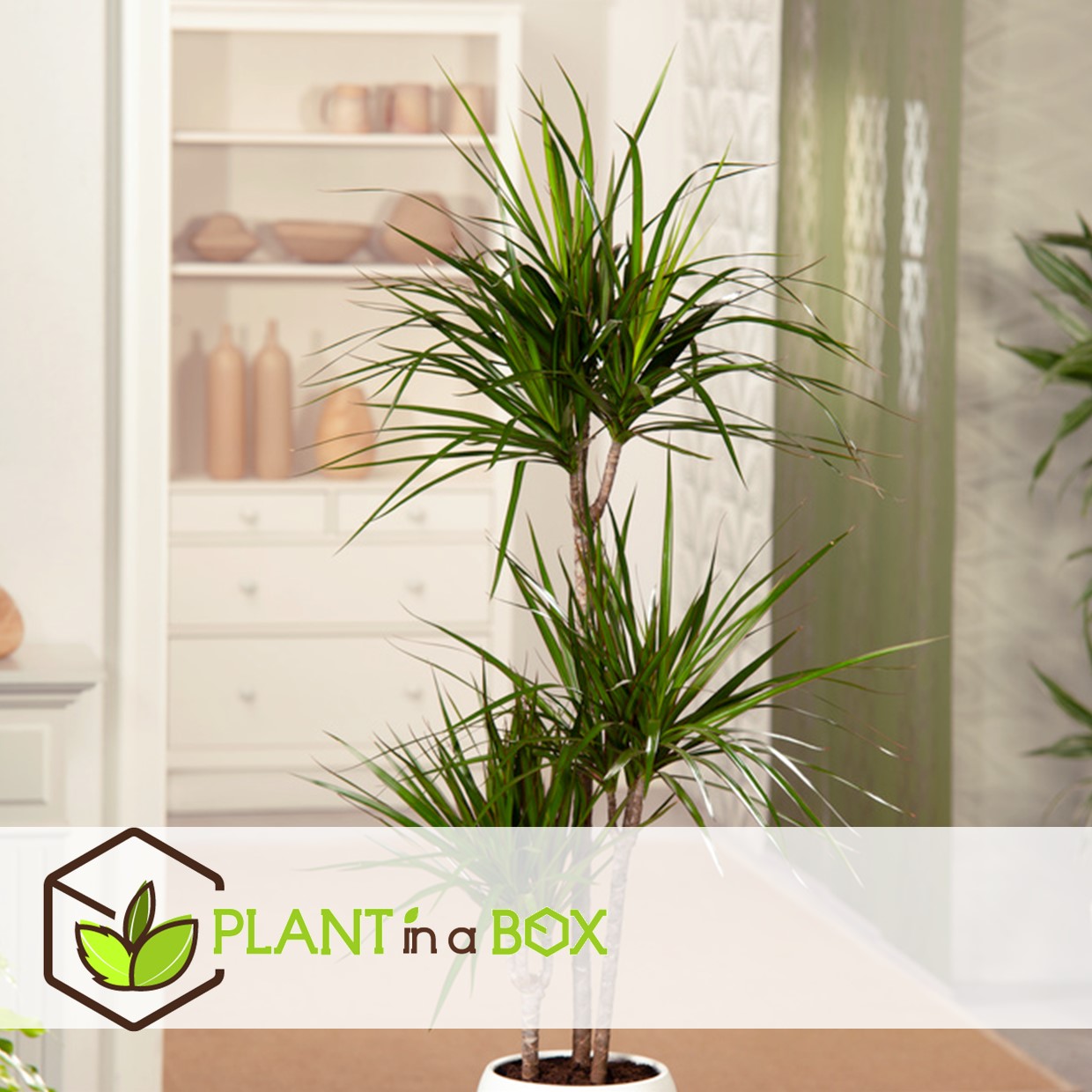 Xl indoor palm mix - mélange de 3 plantes - palme - pot 17cm - hauteur 70-90cm