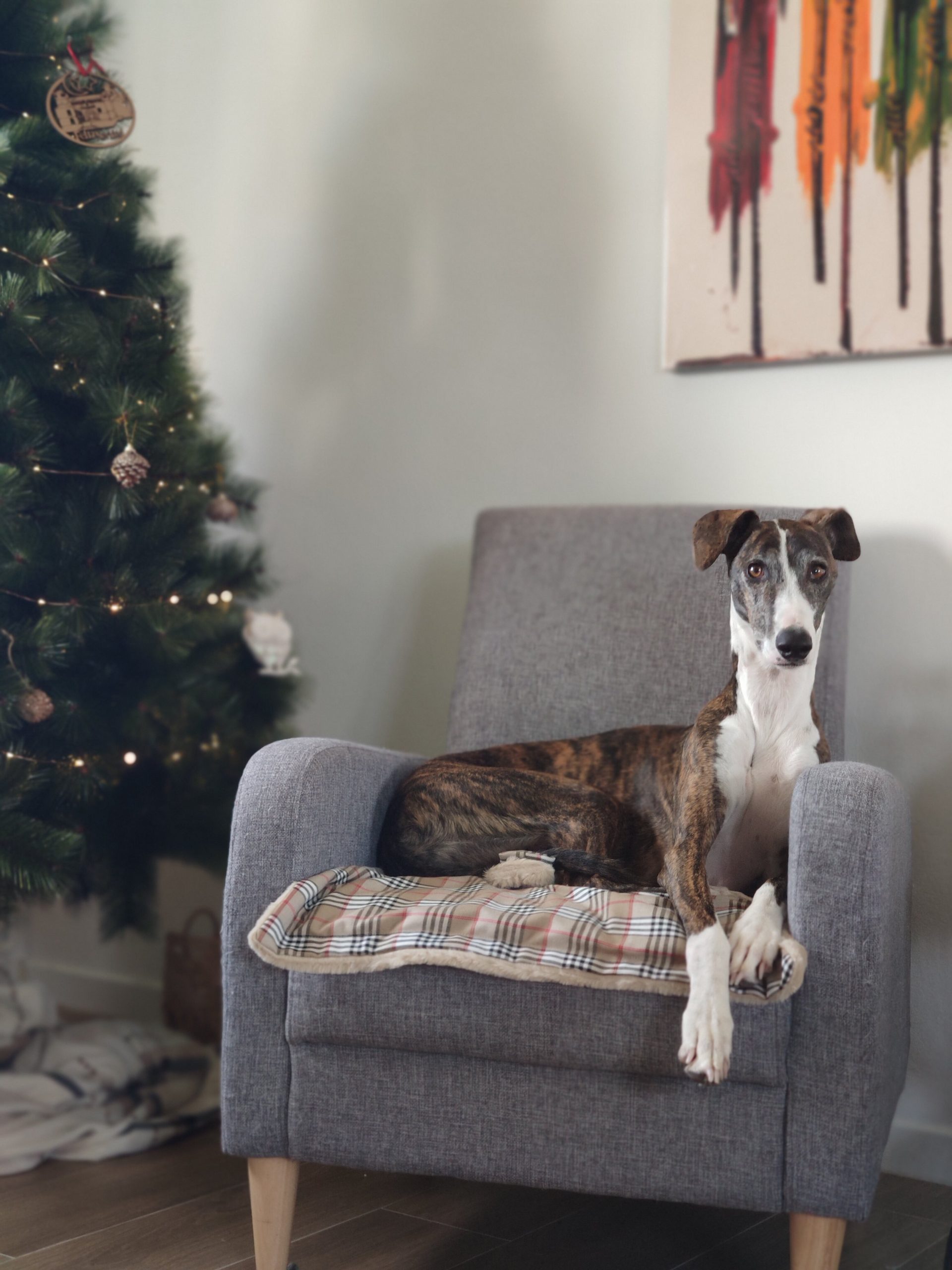 Cobertor para animais de estimação Burberry Komypets