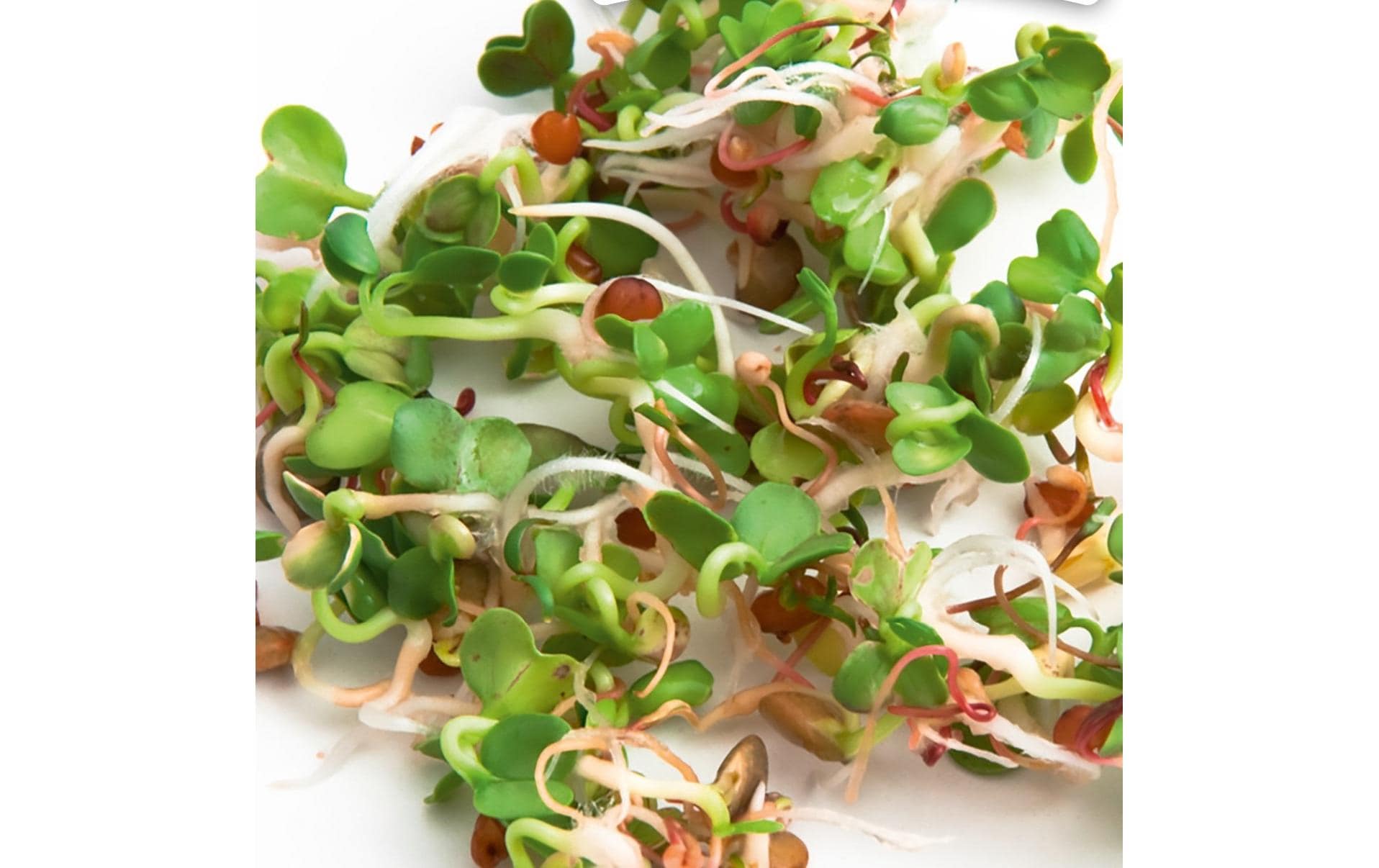 Samen Microgreens Ruca-Salatrauke HARRY HERBSNachfüllset mit Ruca Samen und Anzuchtmatte
