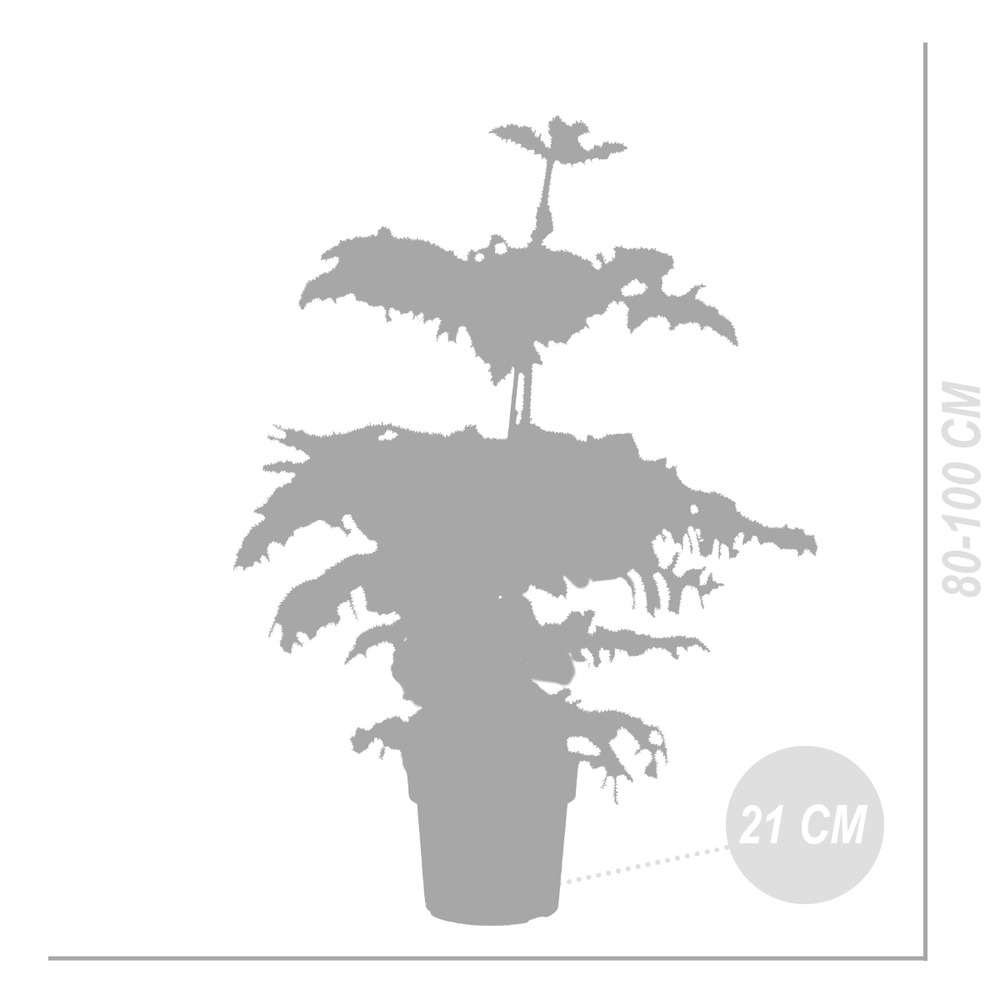 Araucaria 'heterophylla' - pin de chambre - ⌀21 cm - ↕80-100 cm