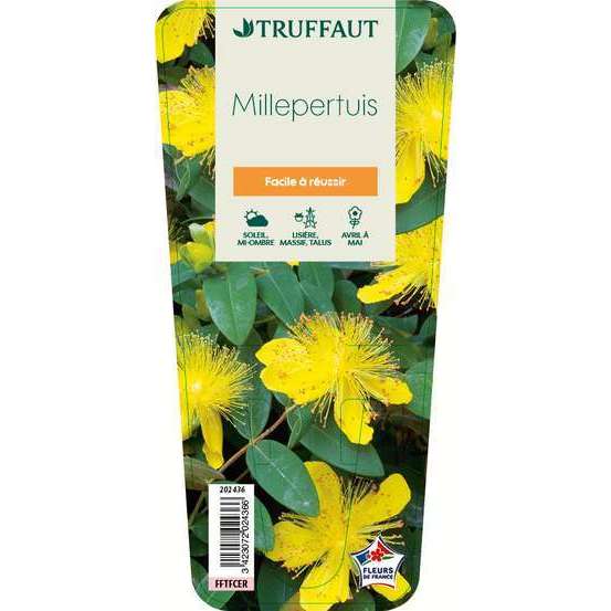 Millepertuis : godet vert