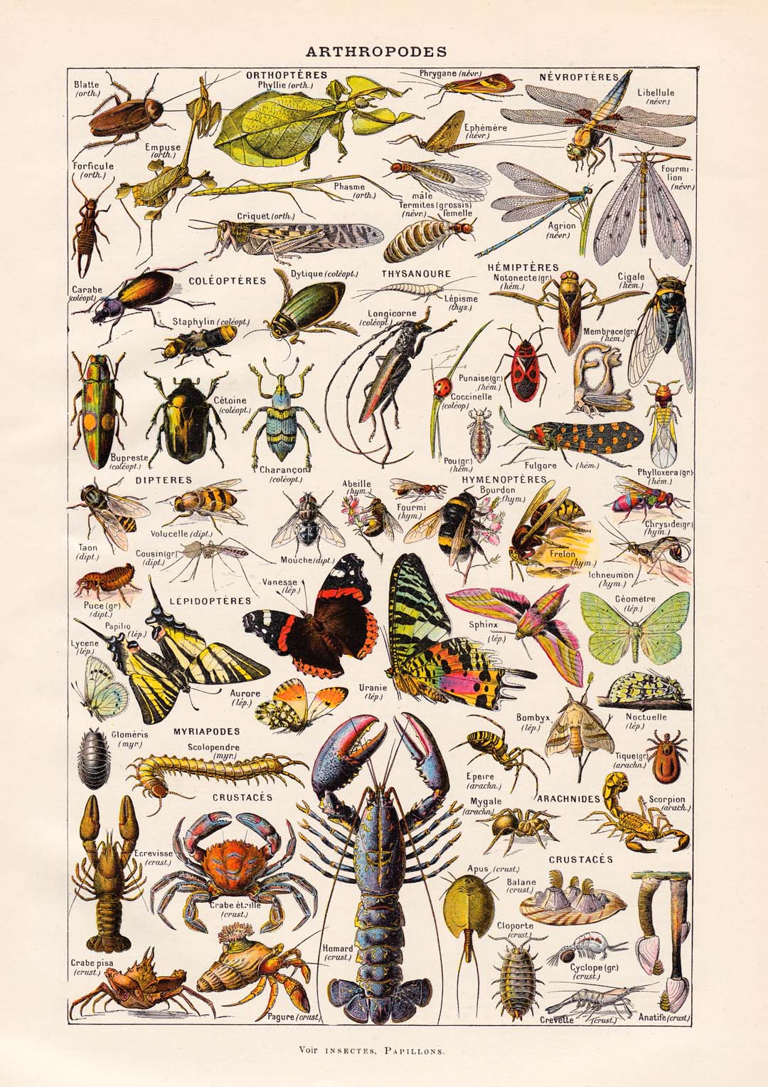 Arthropoden Larousse