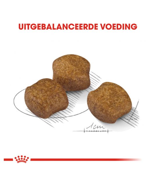 Royal Canin Dental Care Medium - Hondenvoer