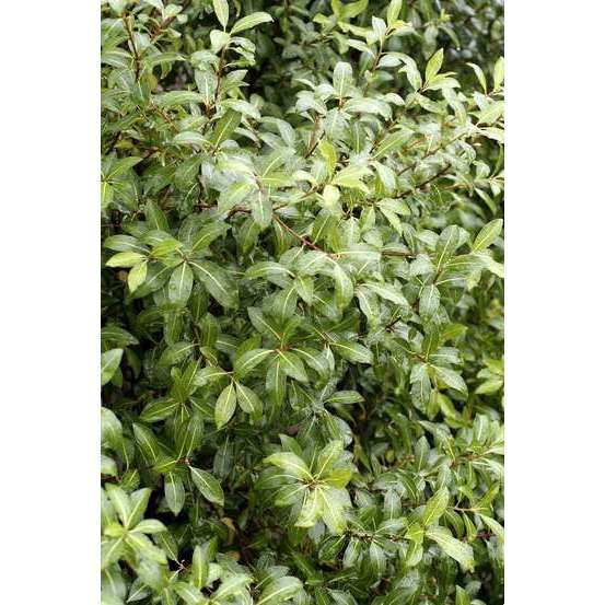 Pittosporum Tenuifolium : ctr 5 litres