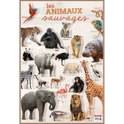 Bouchut - Poster pédagogique effaçable - 52 x 76 cm - Animaux sauvages