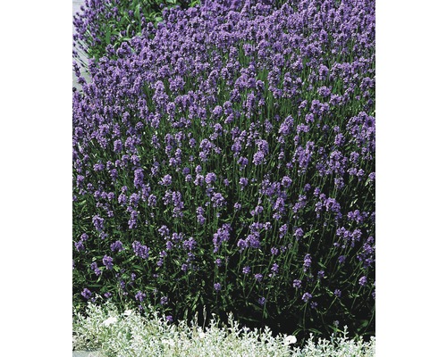 Lavendel FloraSelf Lavandula angustifolia Co 3 L