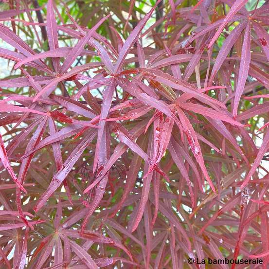 Acer palmatum ‘Atrolineare’ C3L h.40/60cm