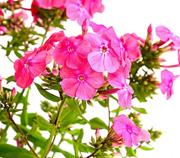 Stauden-Phlox, verschiedene Sorten