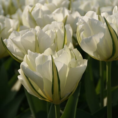 Tulpe 'Exotic Emperor'