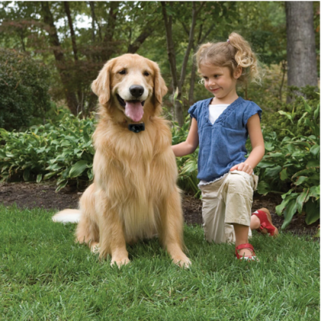 Clôture anti-fugue avec fil standard Petsafe