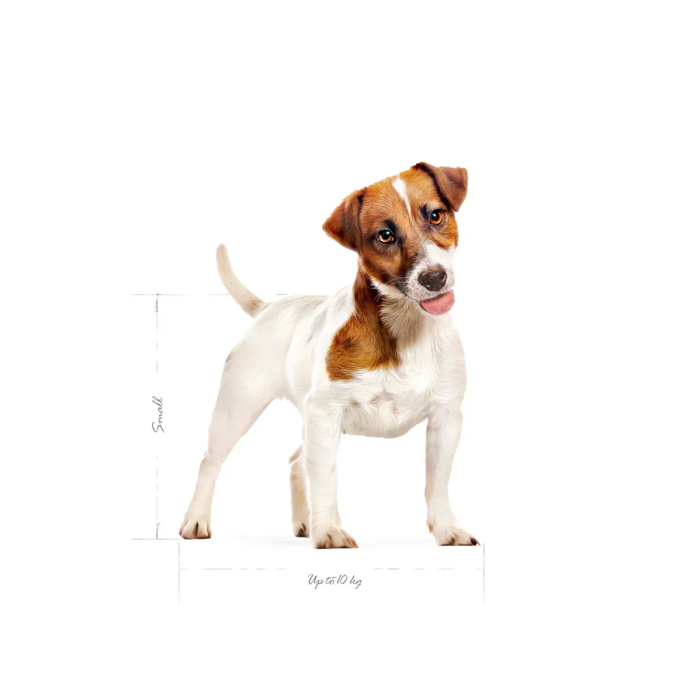 Royal Canin Royal Canin Mini Adult 8 kg