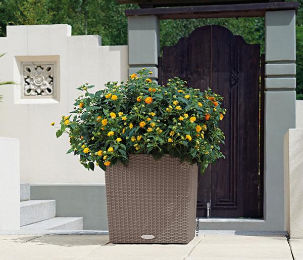 LECHUZA® Kunststoff-Topf Cube Cottage,