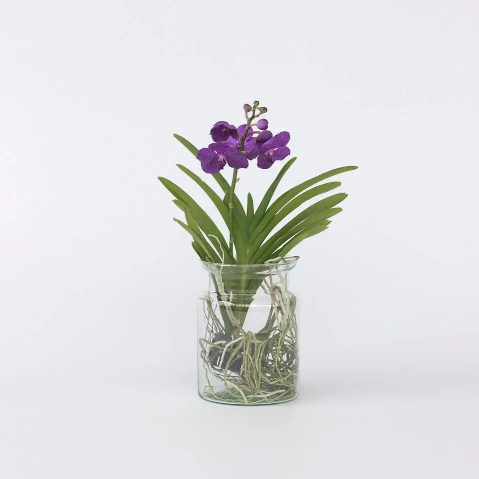 Blauwe orchidee - Vanda 'Blue' - Hoogte 40-50cm - ⌀14cm