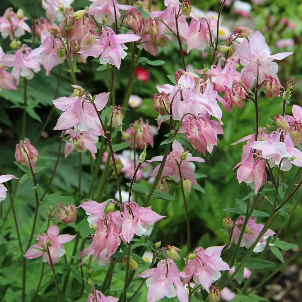 Aquilegia Akeleie miks Ø17 cm