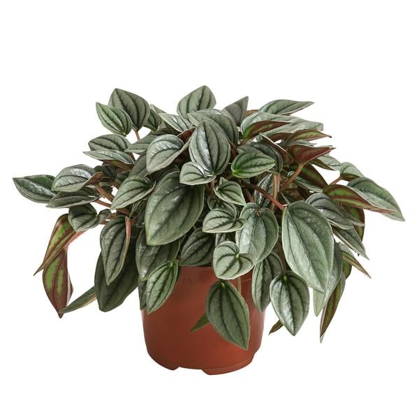 Peperomie - Peperomia caperata 'Napoli Nights'