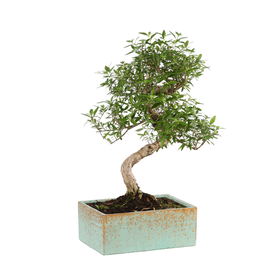Bonsaï d'intérieur 8 ans, pot déco