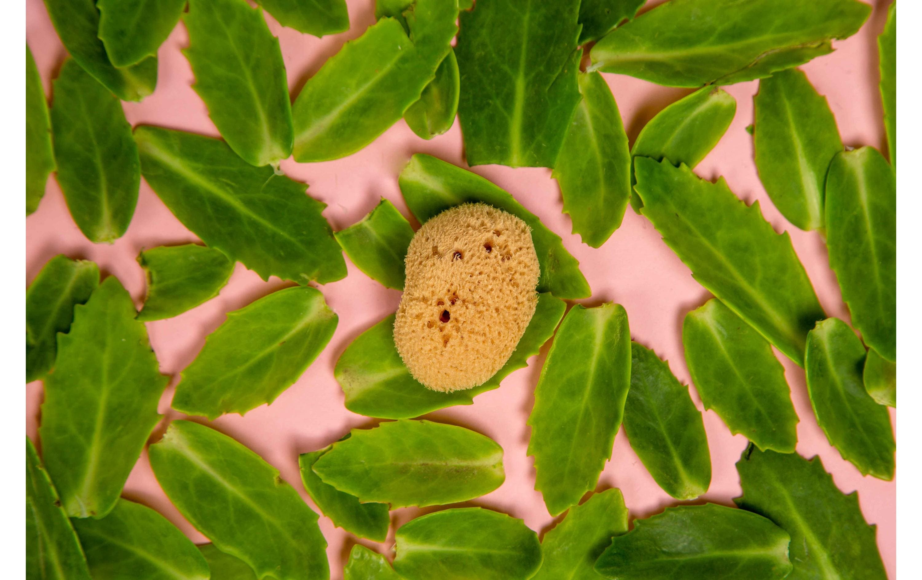 Menstruationsschwamm Grösse L 3 StückZero Waste Naturschwamm für die Periode im 3er Set aus «Die Höhle der Löwen»