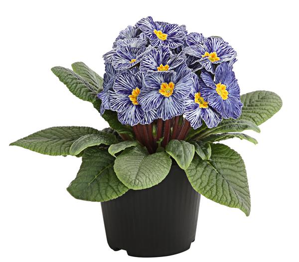 Frühlingsprimel 'Zebra'