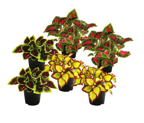 Beet- & Balkonpflanzen-Set Farbexplosion,