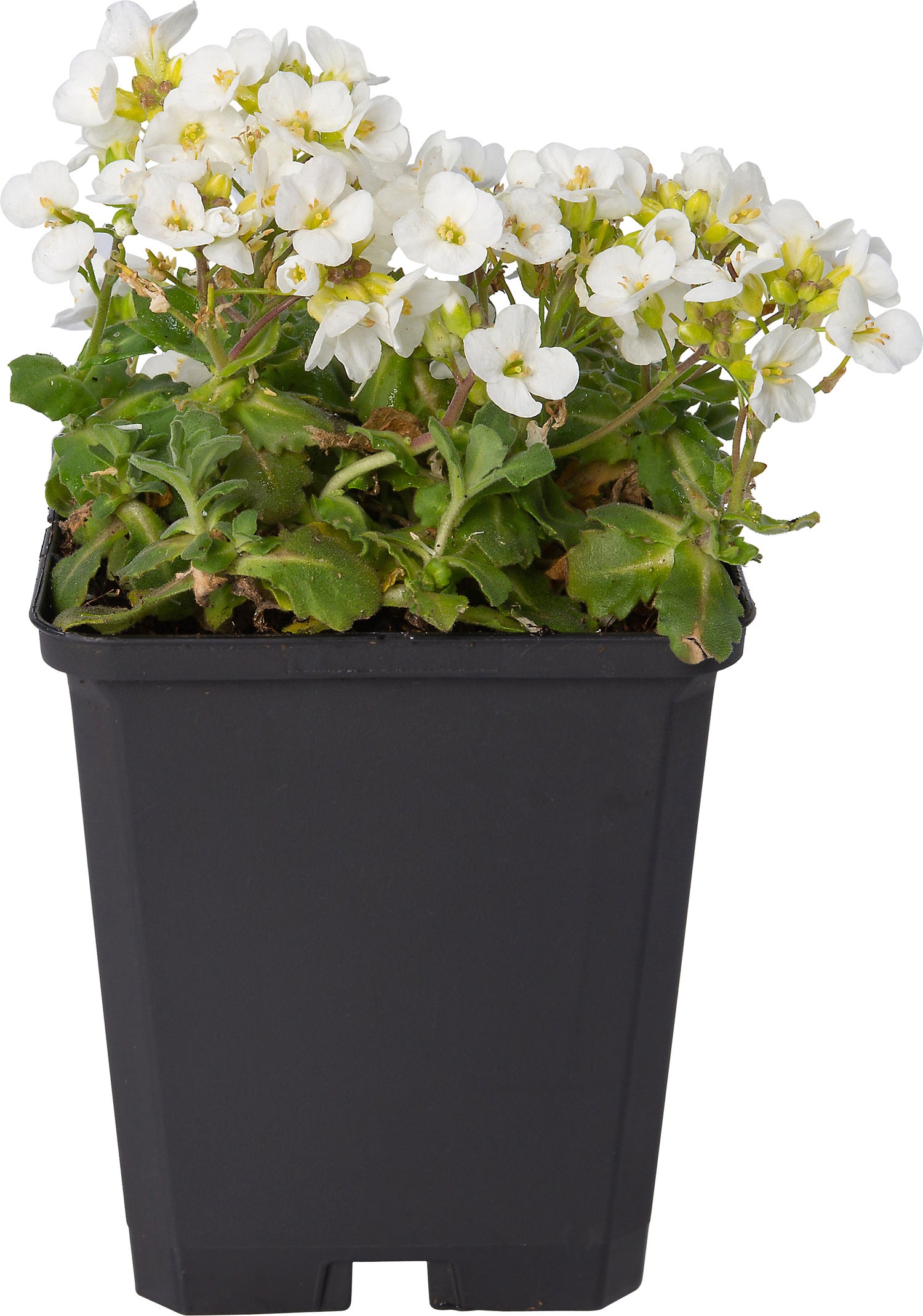 Randjesbloem (Arabis caucasica 'Schneehaube') D 9 H 10 cm