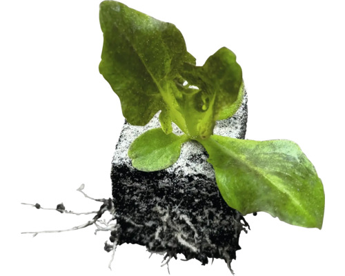 Biologische groentezaailingen, groentesoorten los met kluit/potgrond
