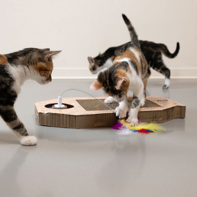 Griffoir TIAKI Poisson avec circuit à bille pour chat