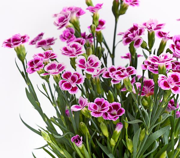 Garten-Nelke 'Pink Kisses®'