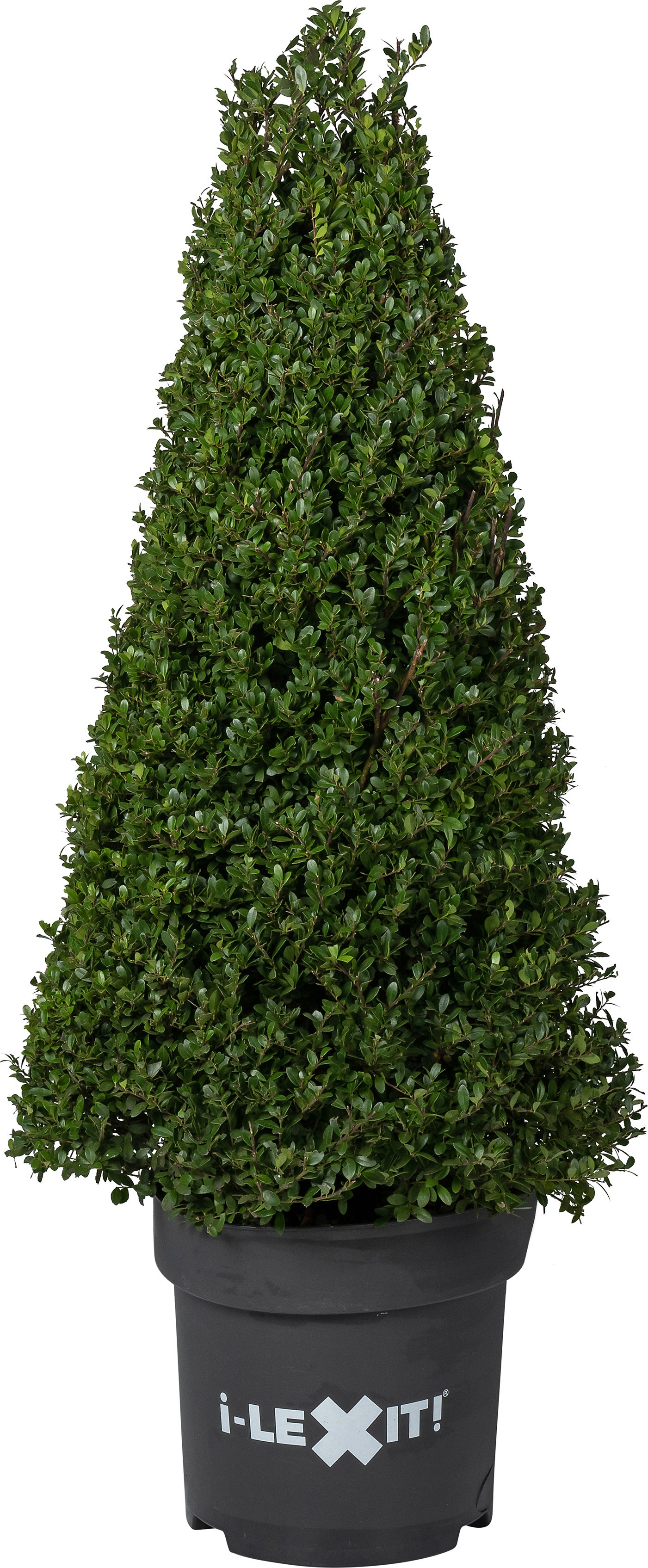 Japanse Hulst in kegelvorm (Ilex crenata 'Dark Green') D 29 H 90 cm