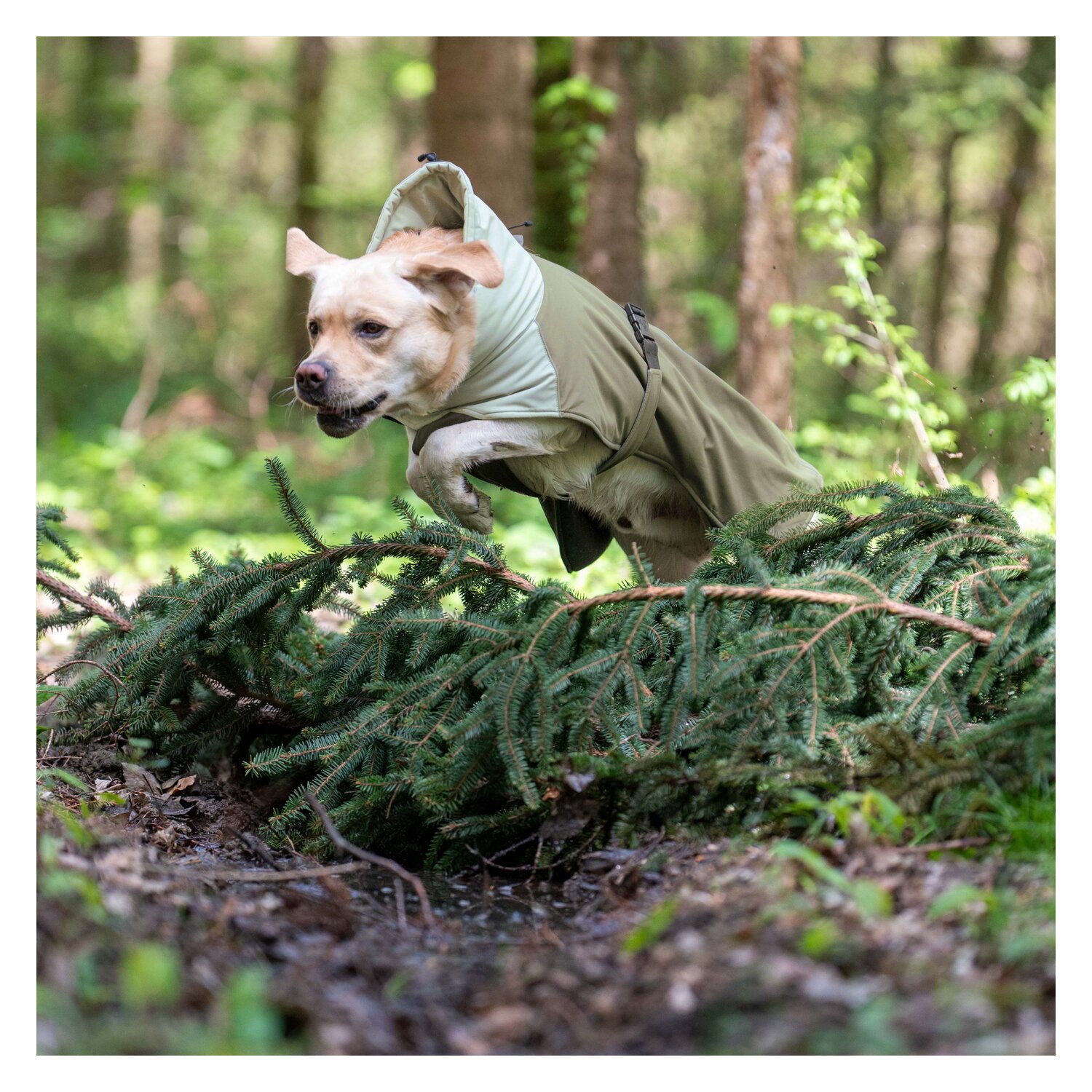 pawberry Hunde-Wintermantel Random - smokey olive