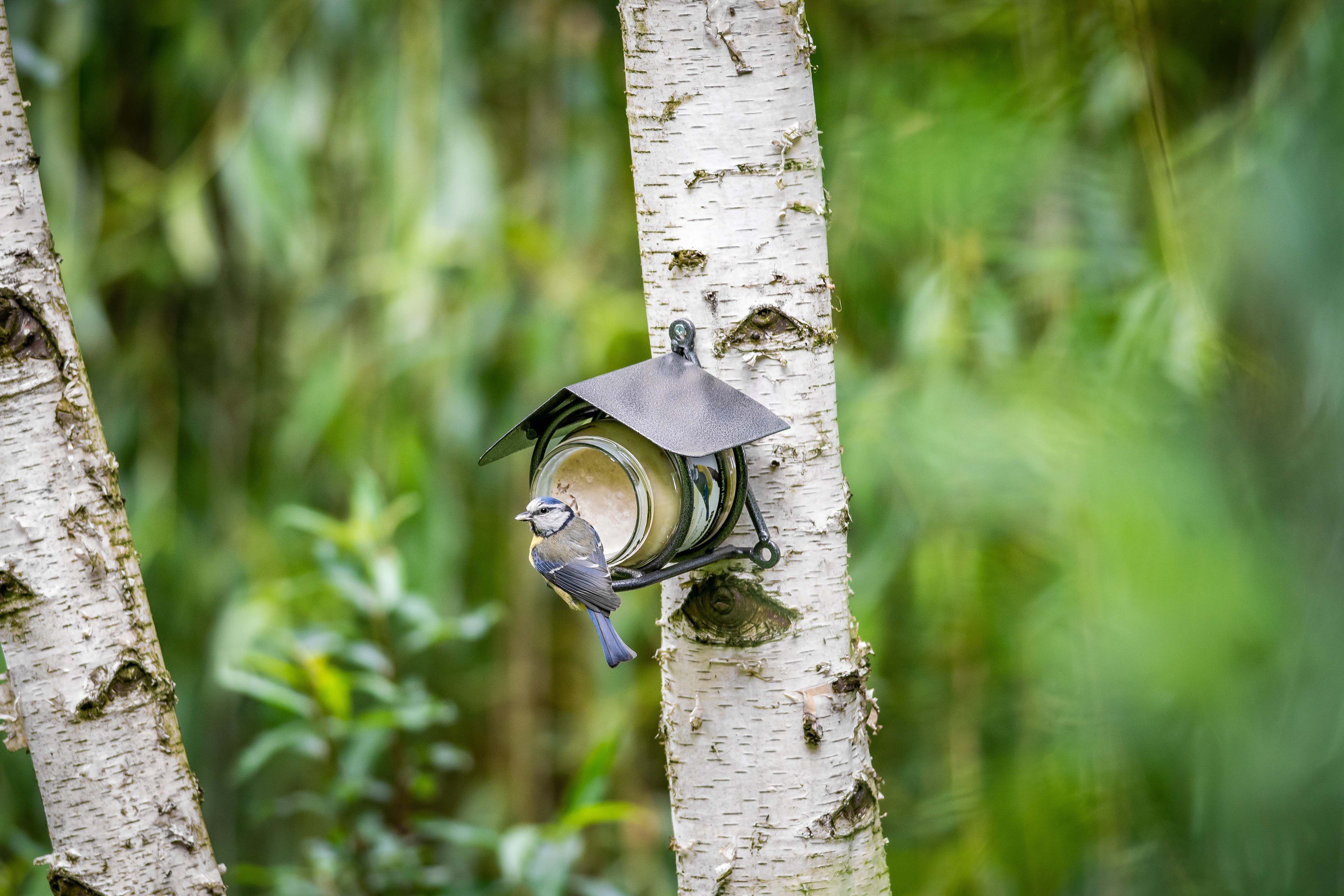 Vogelbescherming - Vogelpindakaas - Noten en Insecten - Tuinvogelvoer - 300 Milliliter - Noten & insecten
