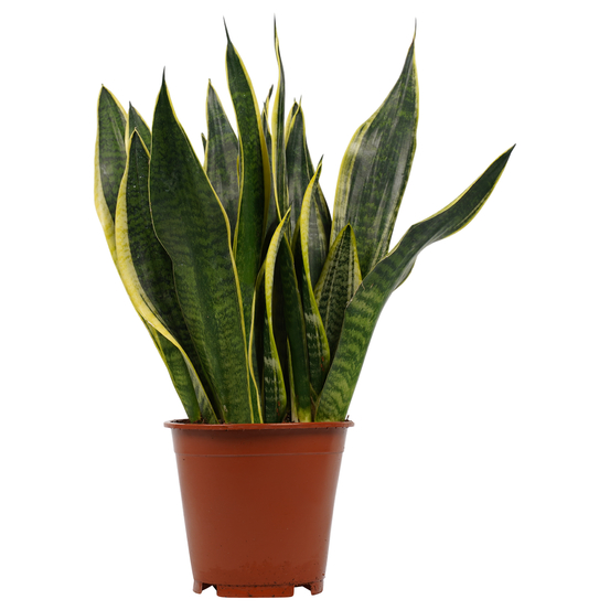 Sanseveria superba - pot D14cm