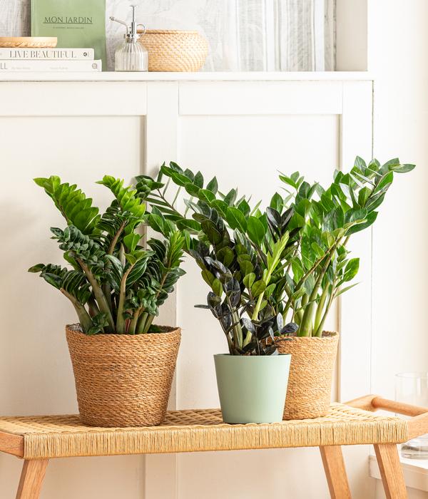 Glücksfeder - Zamioculcas zamiifolia