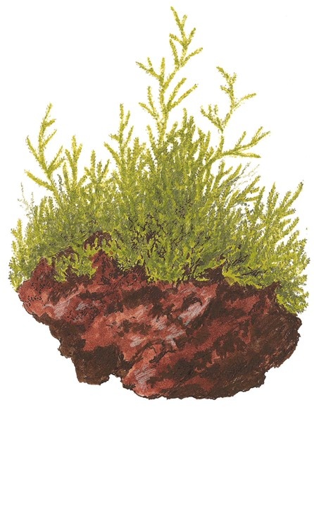 Waterplant Taxiphyllum Barbieri Bogor Moss