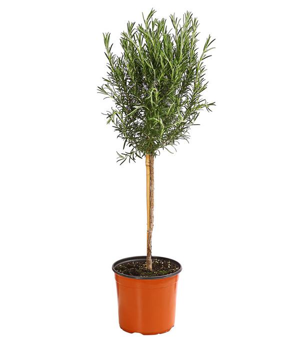 Dehner Gourmet Garten Rosmarin, Stamm