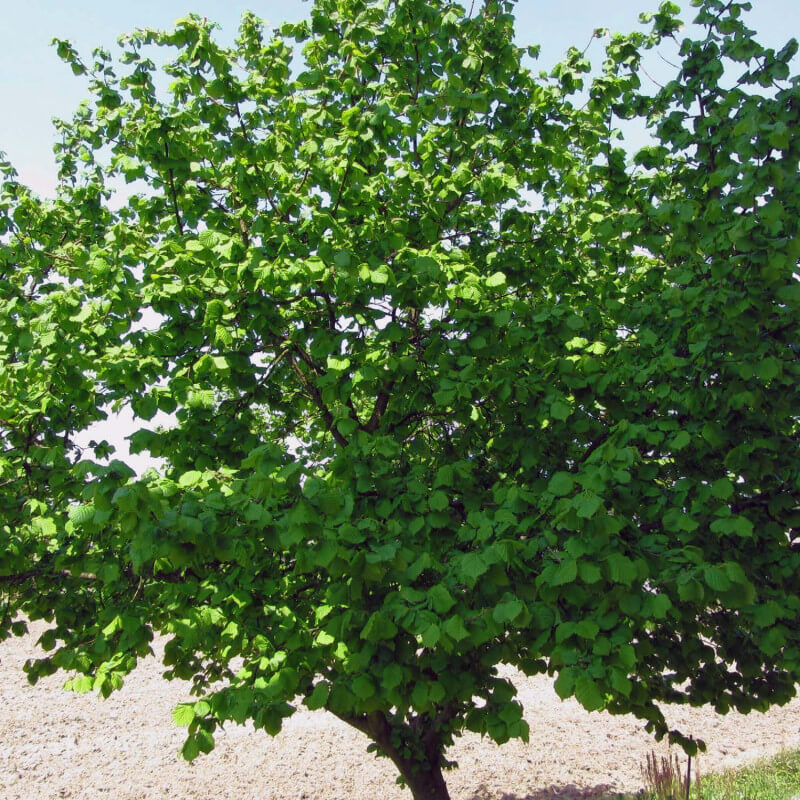 Noisetier commun ou coudrier (corylus avellana) - godet - taille 20/40cm