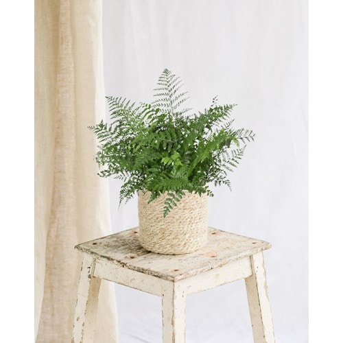 Asplenium parvati