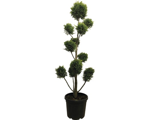 Engelse cipres PonPon FloraSelf Cupressocyparis leylandii 'Castlewelland Gold' H 130 cm