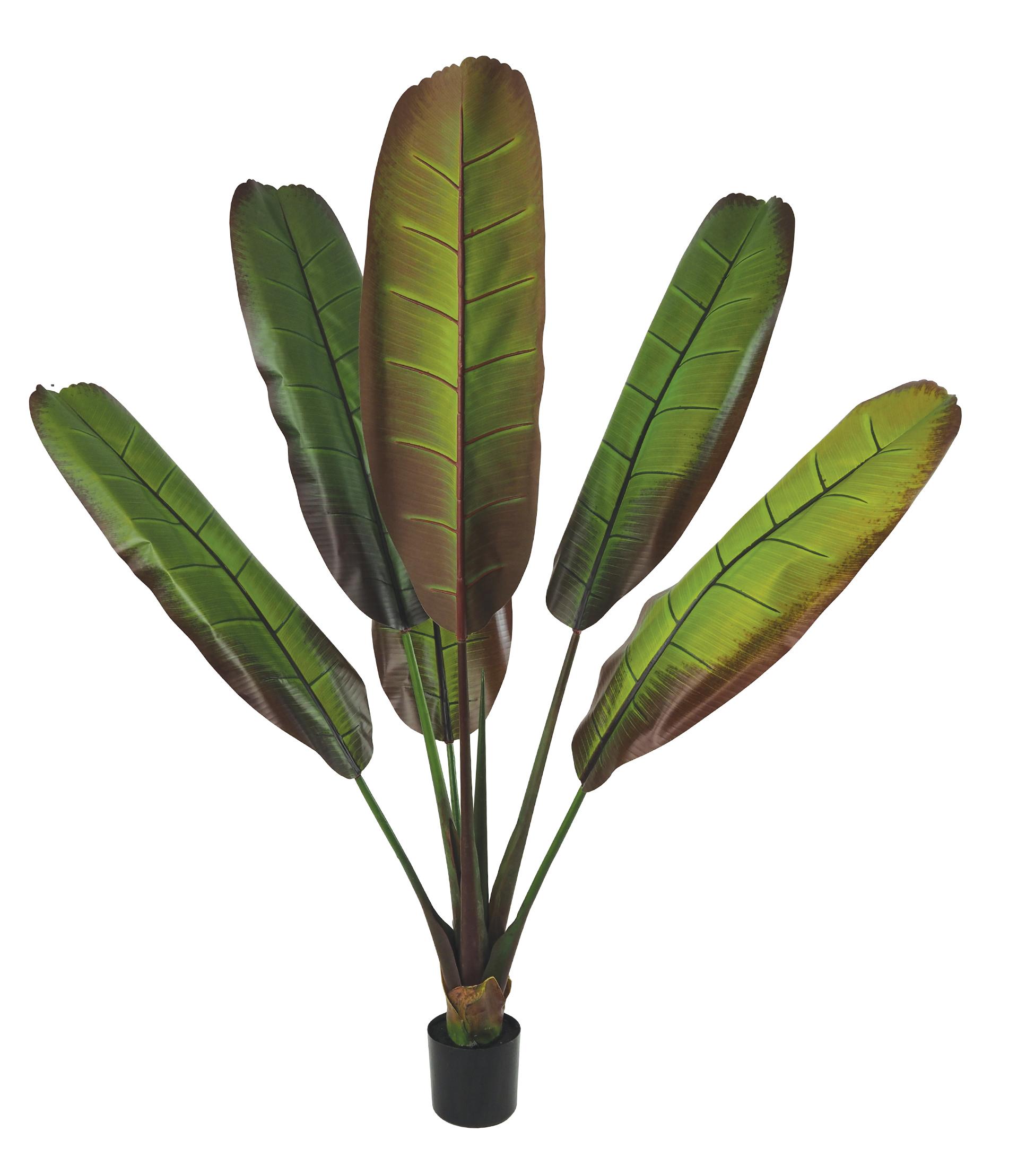 BANANIER 6 FEUILLES POT H.160CM