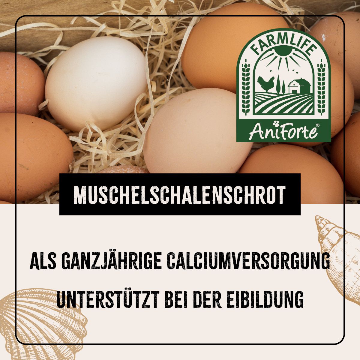 AniForte Muschelgrit