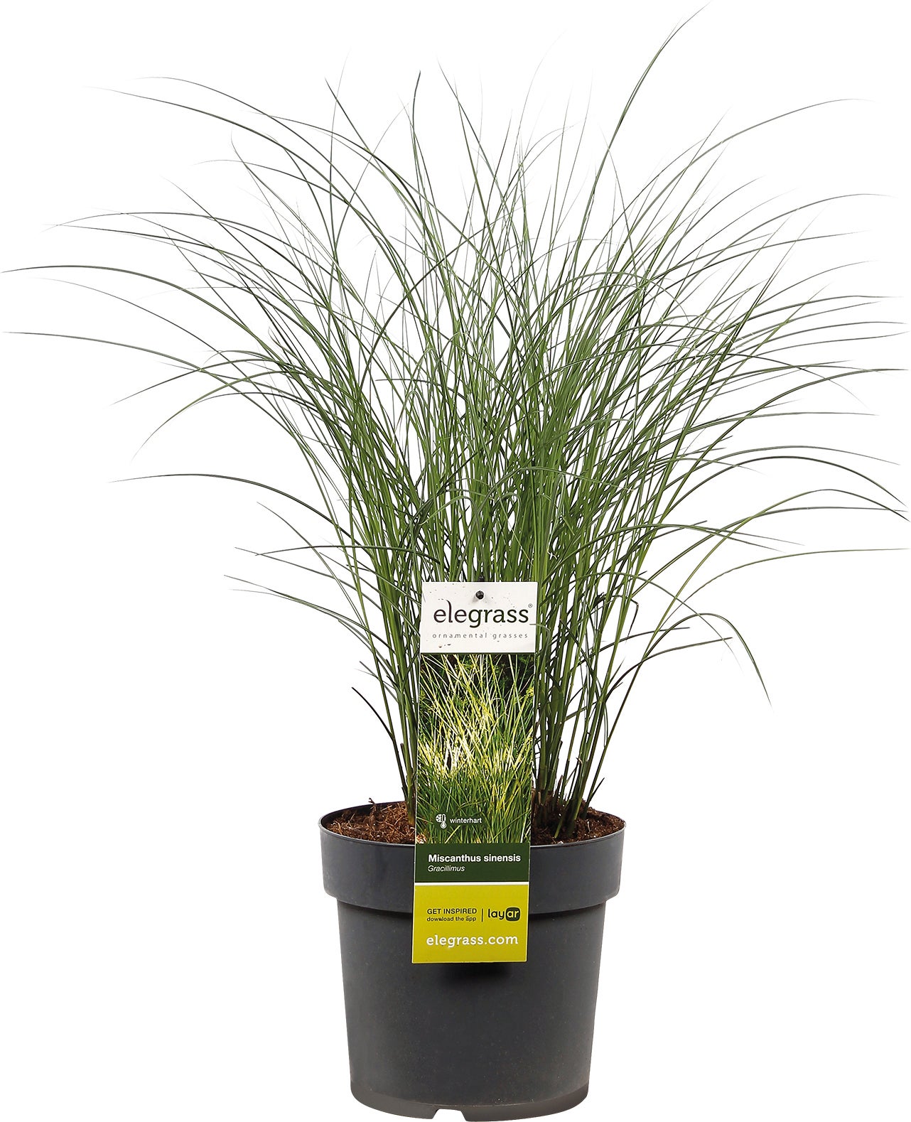 Chinees riet (Miscanthus sinensis 'Kleine Silberspinne') D 9 H 15 cm